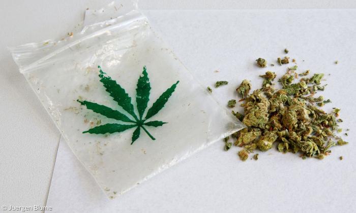 Cannabis