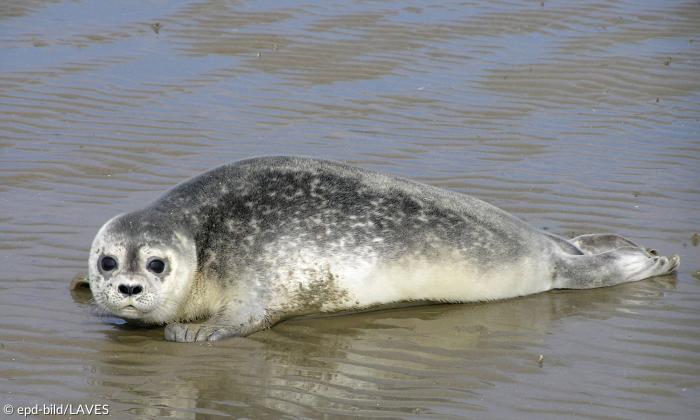 Eine Robbe liegt am Strand