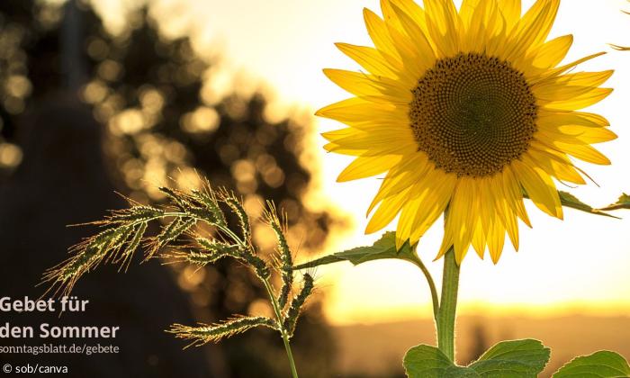 Eine Sonnenblume. 