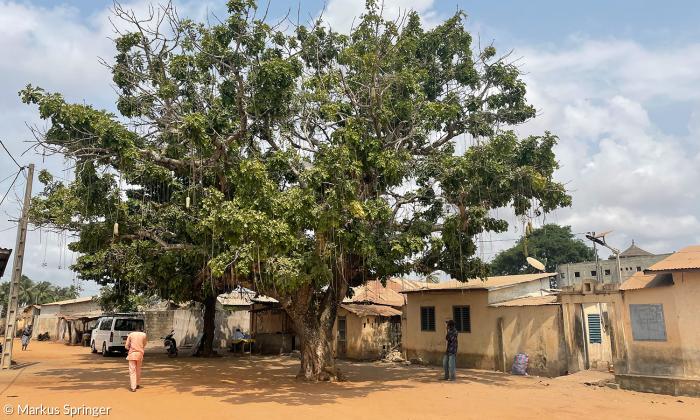 Arbre du retour: Von einem Baum in diesem Dorf auf dem Weg vom Sklavenmarkt in Ouidah zum Strand heißt es, die Sklaven hätten ihn vor ihrer Verschiffung dreimal umrundet, um so sicherzustellen, dass ihre Seele nach ihrem Tod in ihre afrikanische Heimat zurückkehren würde.