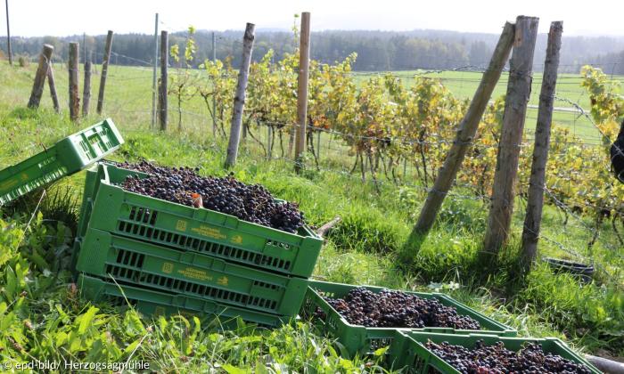 Weinreben