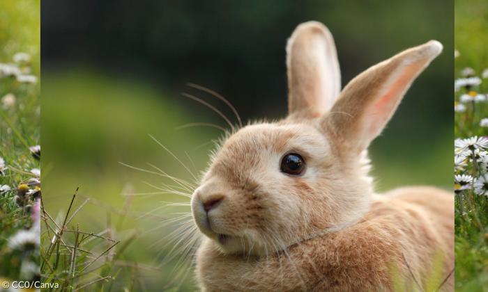Ein hellbraunes Kaninchen