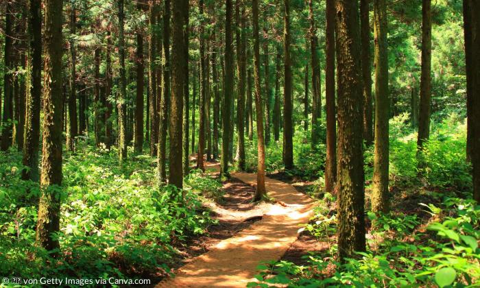 Blick auf einen Waldweg mit Waldlandschaft 