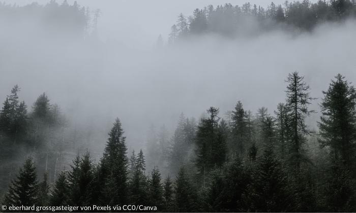 Ein dunkler Wald mit Nebel und Wolken