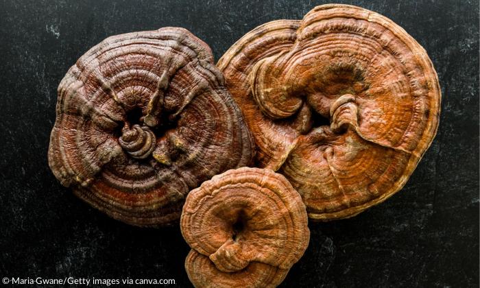 Pilze von oben 