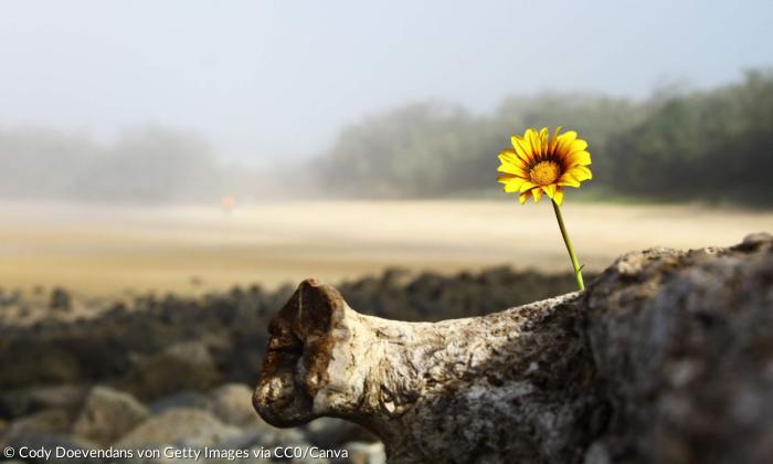 Eine gelbe Blüte erstrahlt in einer Wüstenlandschaft