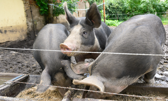 Duroc-Schweine Pfarrgarten von Aufkirchen bei Gerolfingen