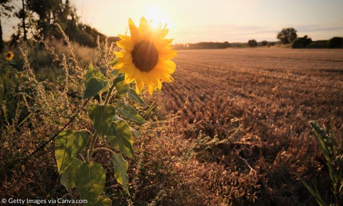Eine Sonnenblume vor der untergehenden Sonne
