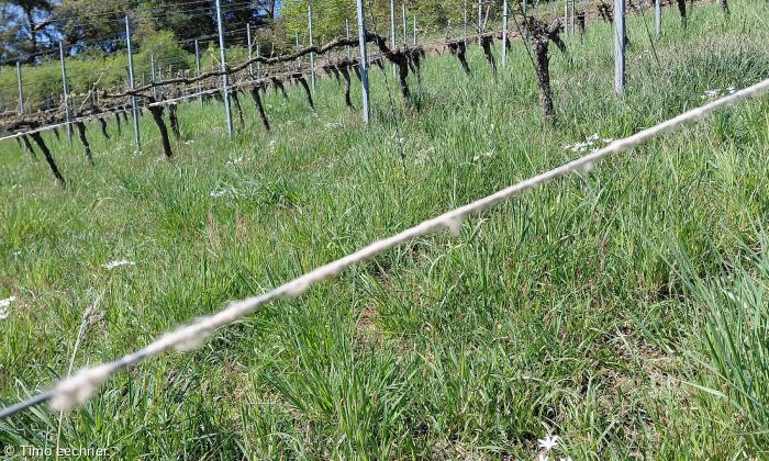 Schafswolle am Weinbergsdraht