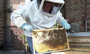 Bienen für ein blühendes München: Vielfalt schützen und fördern | Lebensformen
