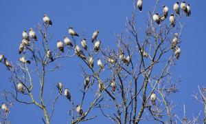 Seidenschwanztrupp auf Baum