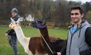 Lamaspaziergang in Kronach