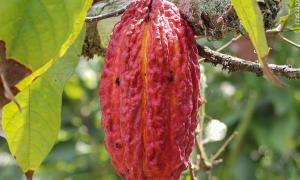Theobroma Kakaofrucht, Ecuador