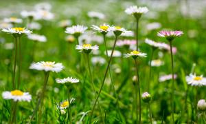 Gänseblümchen ist Heilpflanze des Jahres 2017