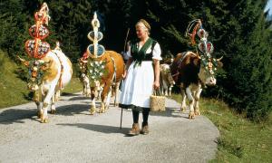 Almabtrieb und Viescheid in Bayern