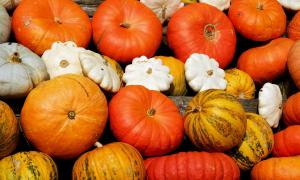 Kürbisse sind typisch für den Herbst und das Erntedankfest