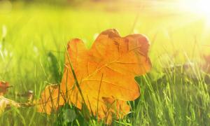 Herbstlaub in der Sonne