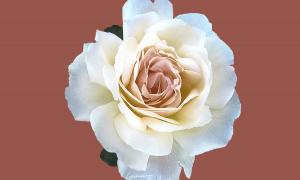 Weiße Rose