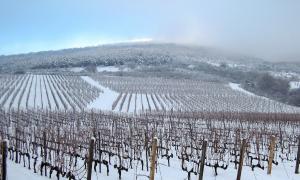Weinberg im Winter