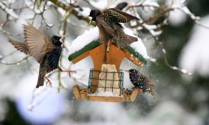 Immer häufiger bleiben die Stare wegen des milden Winters in Deutschland.