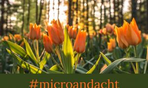 Tulpen microandacht