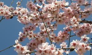 Mandelblüte