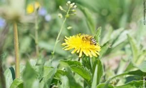 Blumenwiese mit Bienen