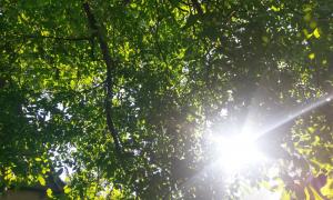 Baum Sonne Garten