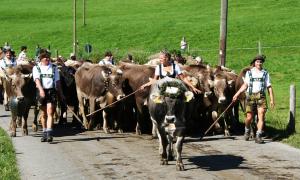 Viehscheid im Allgäu