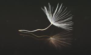 Pusteblume mit schwarzem Hintergrund