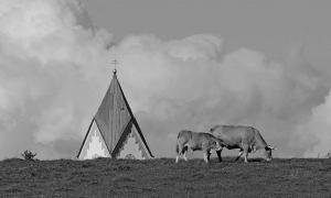 Kirche Kuh Landschaft