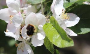 Wiesenhummel in Apfelblüte
