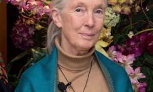 Umweltaktivistin Jane Goodall