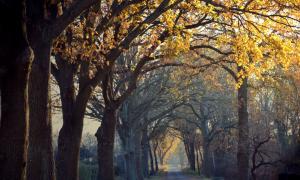 Allee; Licht