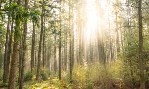 Licht im Wald