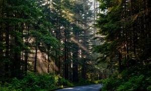 Wald