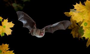 Fledermaus bei Nacht Symbol