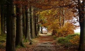 Herbstlicher Wald