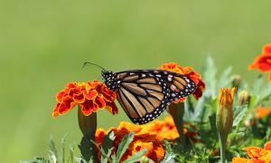 Schmetterling Insekt Insekten Tier Blume Aussterben