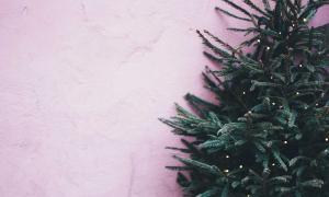 Weihnachtsbaum Rosa 