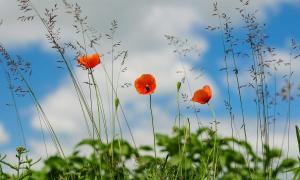 Mohnblume Wiese Blauer Himmel Feld