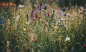 Artenschutz Blumenwiese