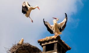 Storch Nest
