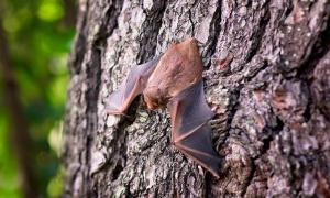 Fledermaus Säugetier Umwelt Natur