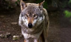 Ein Wolf
