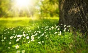 Baum und Wiese