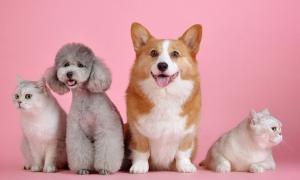 Eine cremefarbene Katze, ein grauer Hund, ein braun-weißer Corgi und eine weiße Katze vor einem rosafarbenen Hintergrund.