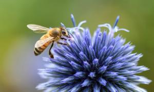 Biene in einer Blüte