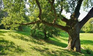 Ein Baum