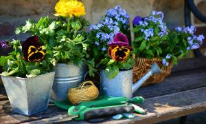 Blühende Blumen in Blechkübeln